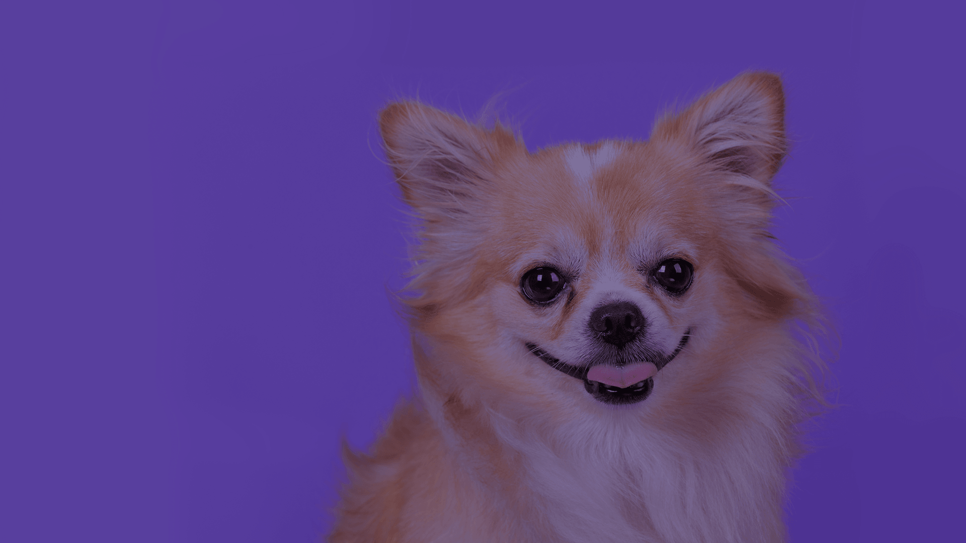Pawpal background